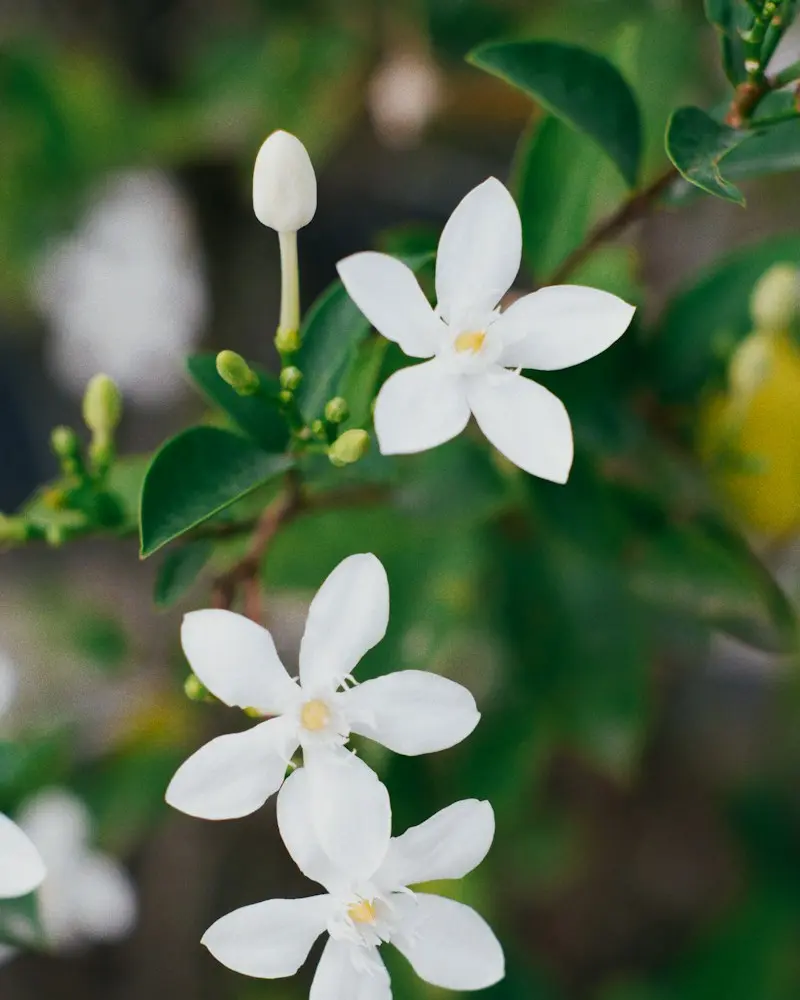 White jasmine flowers on a green branch